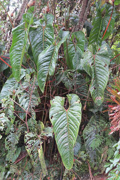 Image of Anthurium oxybelium Schott