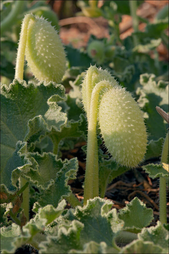 Image of squirting cucumber