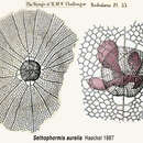 Sivun Sethophormis aurelia Haeckel 1887 kuva