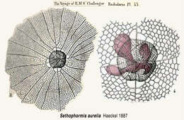 Слика од Sethophormis Haeckel 1881