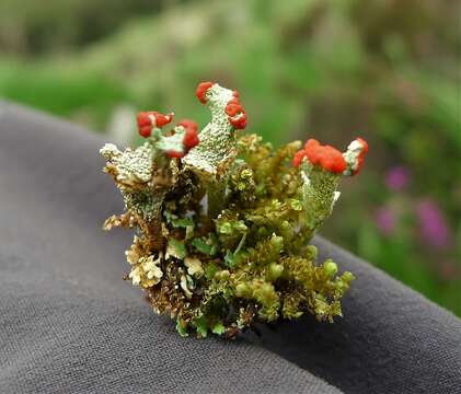 Image of Cladonia polydactyla (Flörke) Spreng.