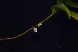 صورة Dendrobium salaccense (Blume) Lindl.