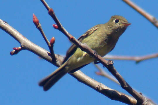 Image of Pacific-slope Flycatcher