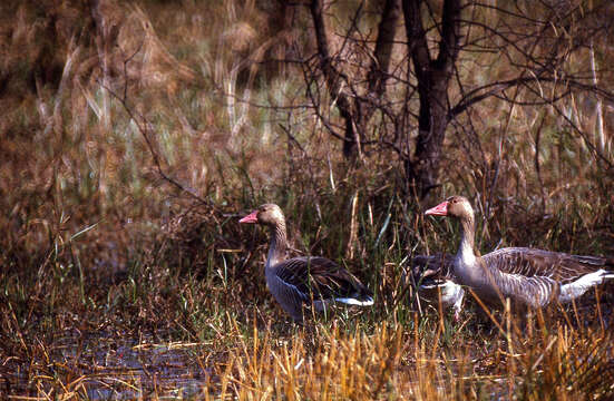 Image of Eastern Graylag Goose