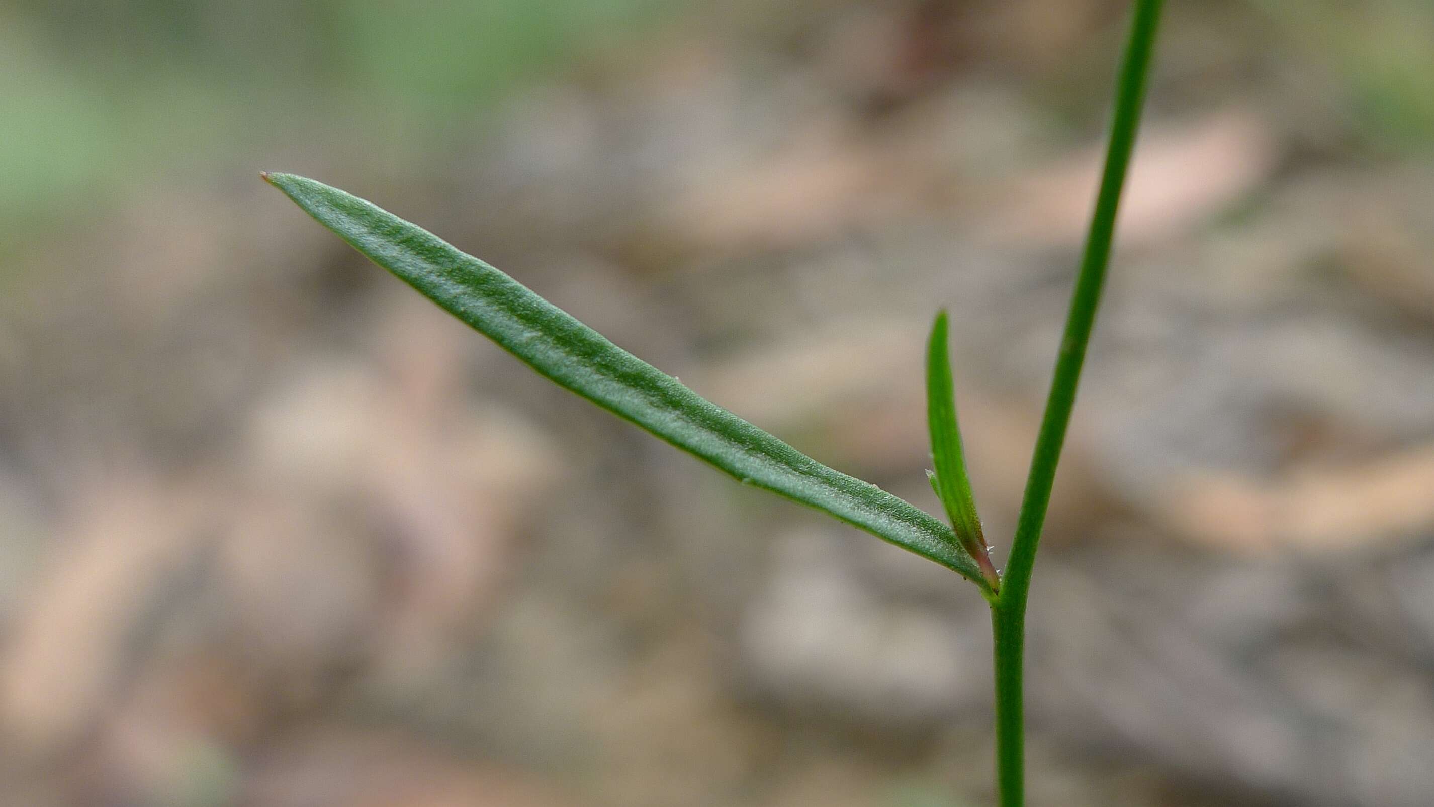 صورة Wahlenbergia littoricola P. J. Sm.