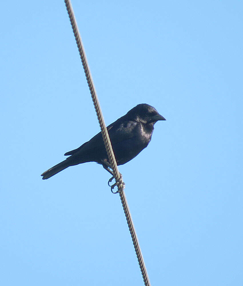 Image of Cowbird