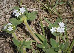 Image of Mexican clover