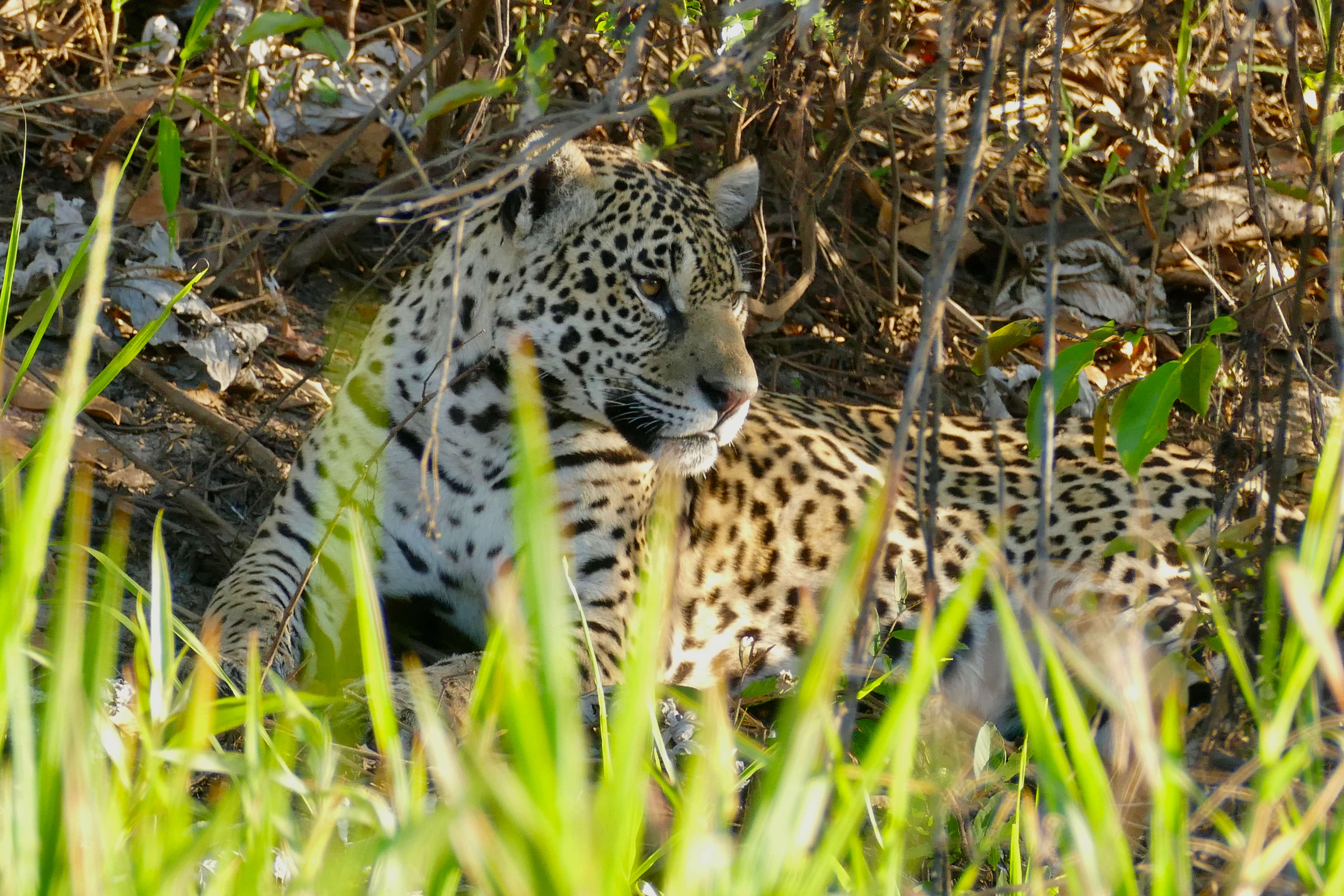 Image of Jaguar