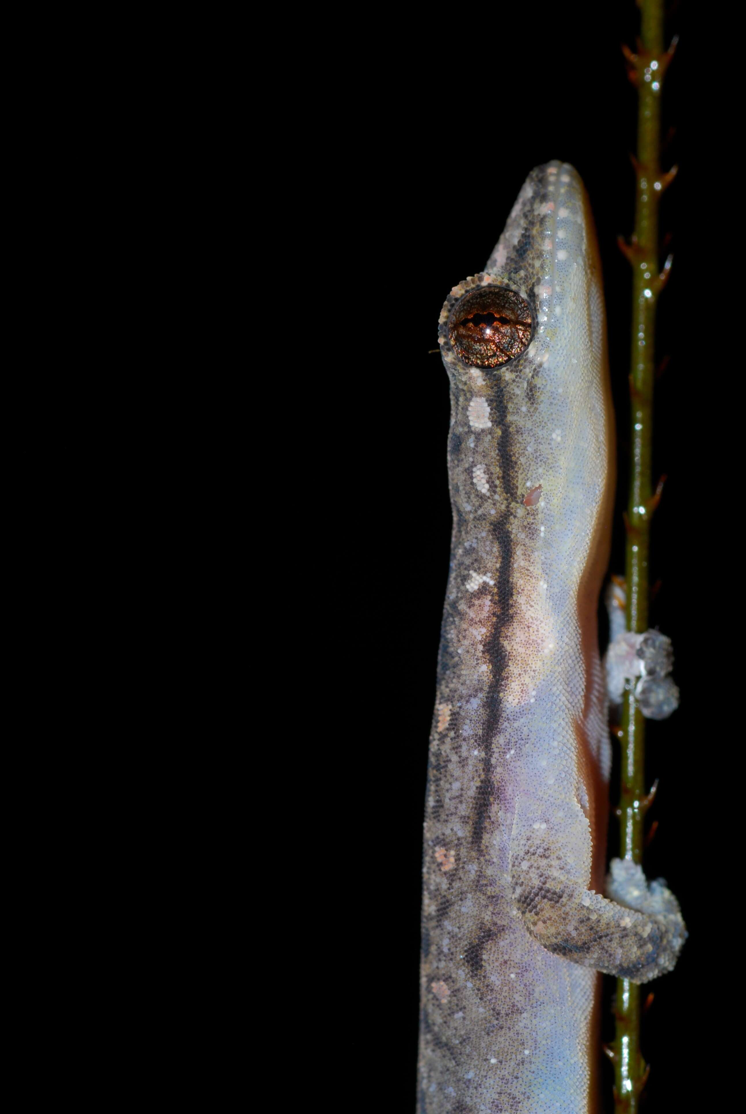 Image of Hemiphyllodactylus Bleeker 1860