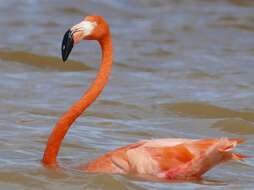 Imagem de Phoenicopterus Linnaeus 1758