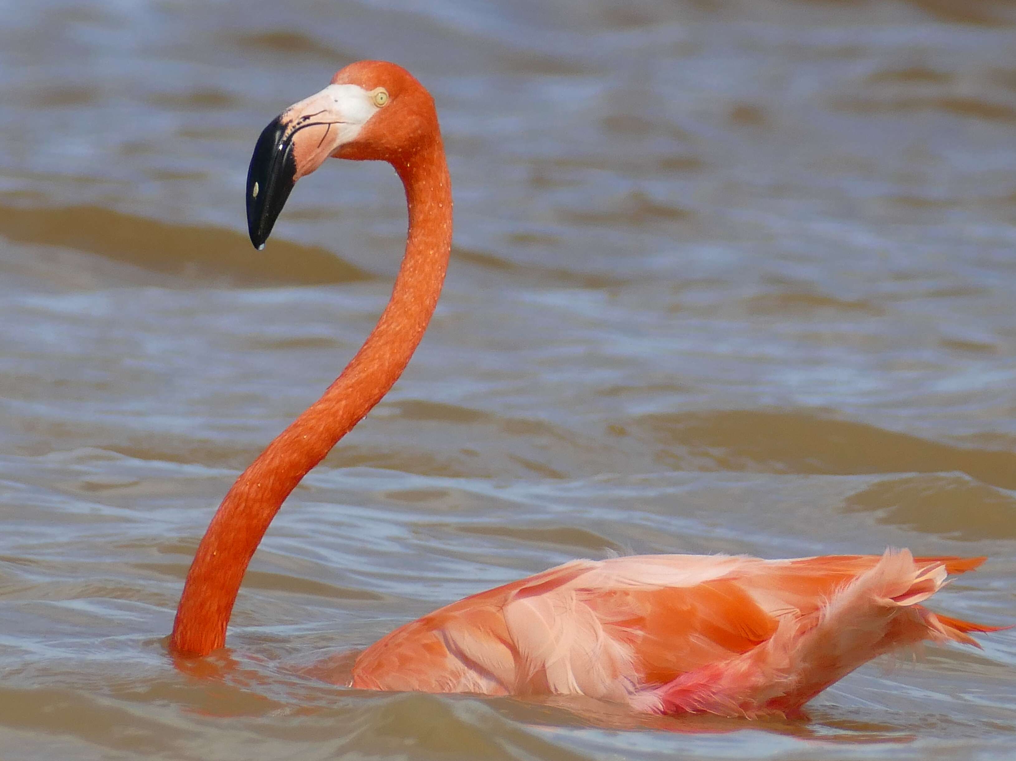 Imagem de Phoenicopterus ruber Linnaeus 1758