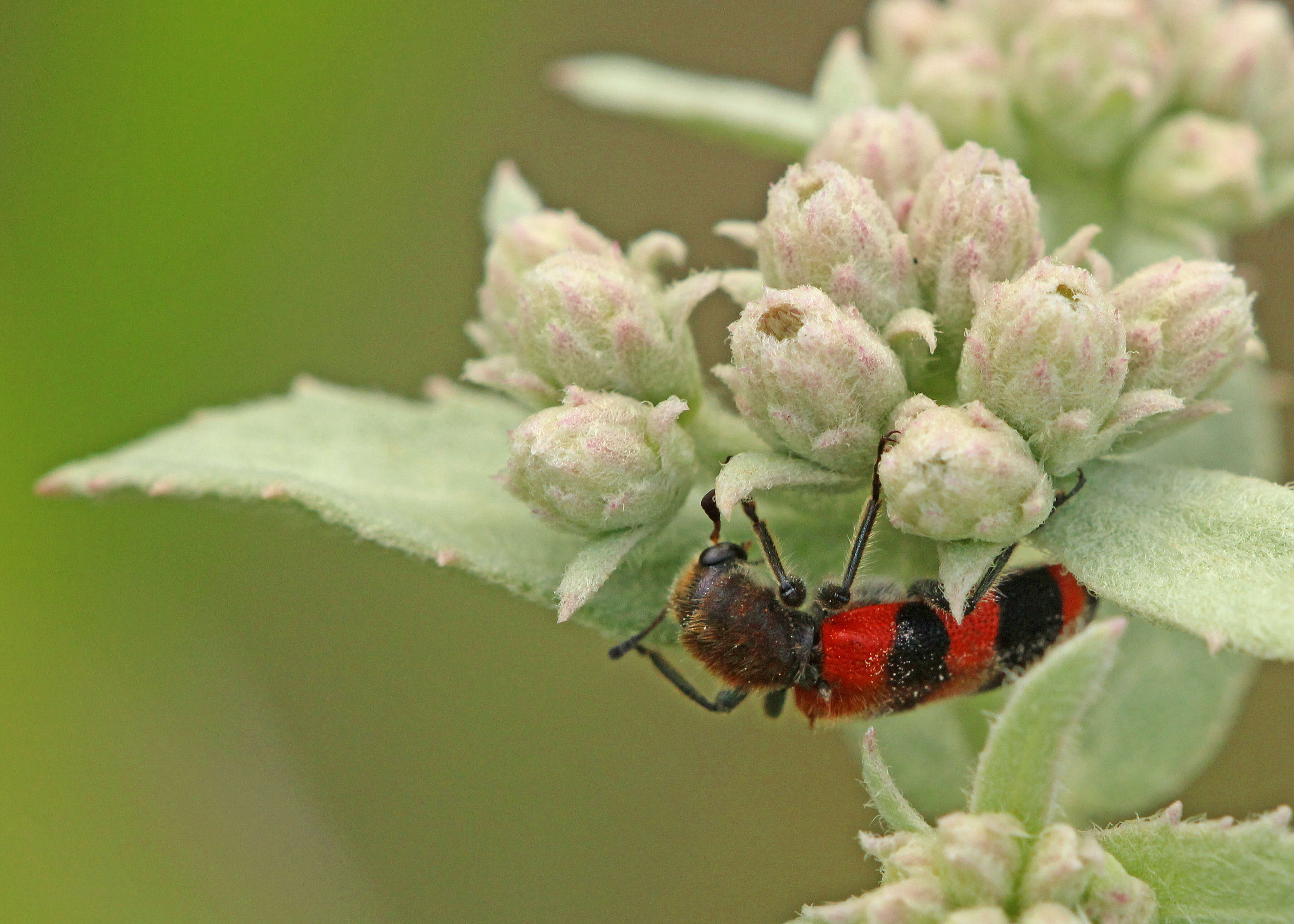 Image de Trichodes apivorus Germar 1824