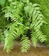 Image of Crested Twin-Sorus Fern