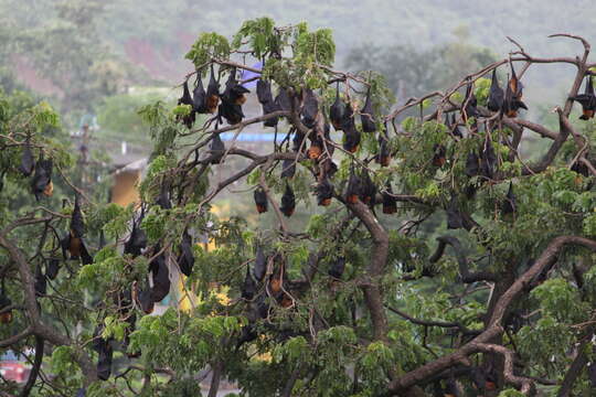 Image of Indian Flying Fox