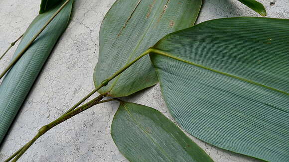 Image of Sucrea monophylla Soderstr.