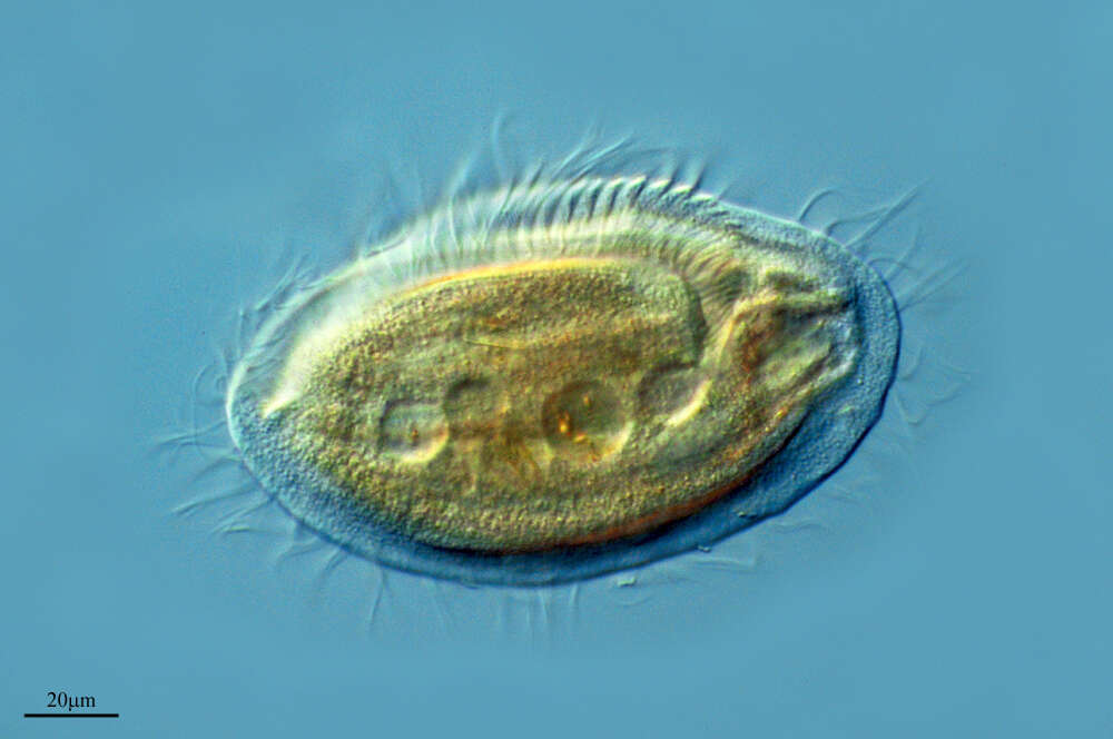 Слика од Phacodinium metschnicoffi