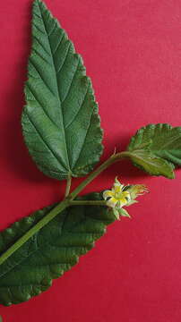 Image of Melochia betonicifolia A. St.-Hil.