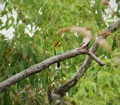 Image of Rainbow Bee-eater