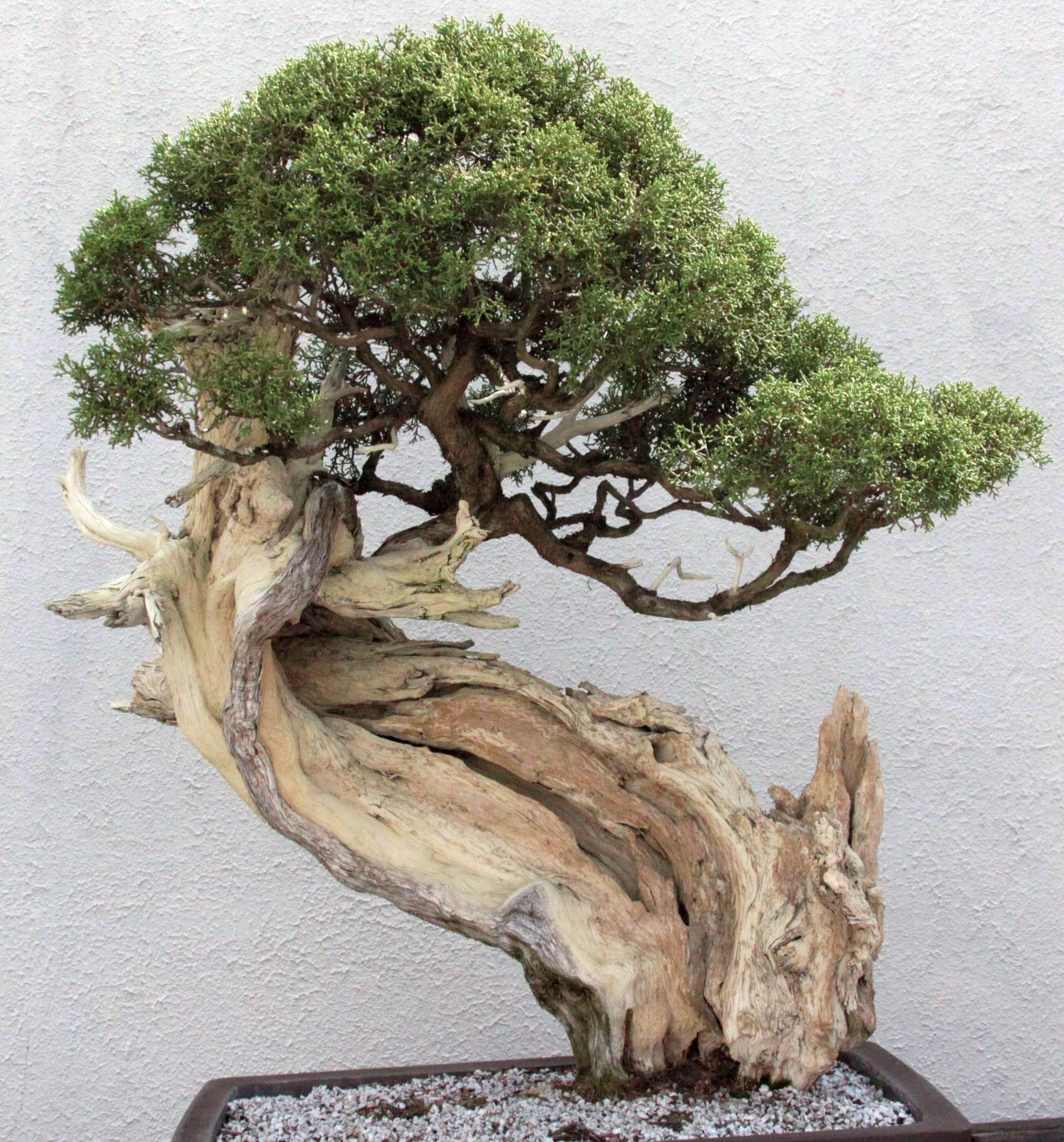 Image of juniper