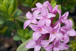 Image of striated daphne