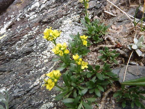 Image of Weber's draba