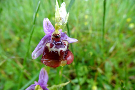 Image of Ophrys fuciflora subsp. candica E. Nelson ex Soó