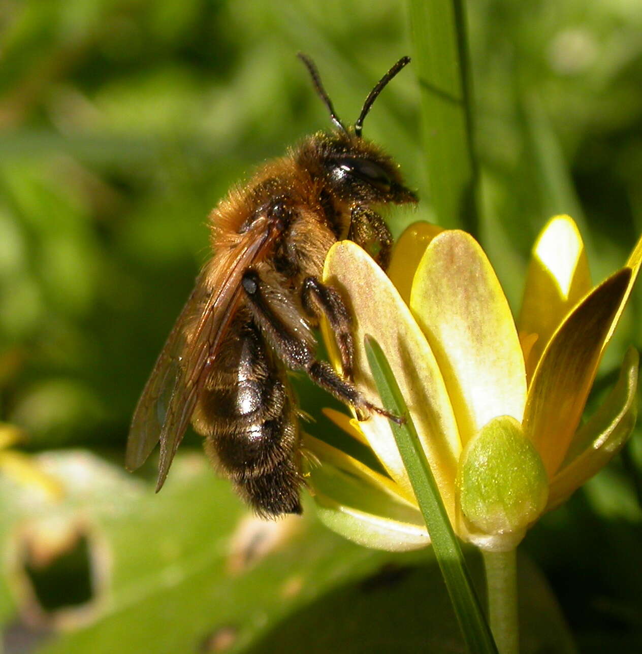 Image of Andrena carantonica Pérez 1902