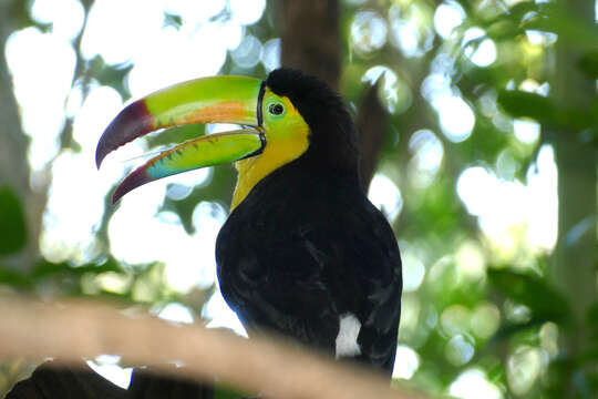 Слика од Ramphastos sulfuratus Lesson & R 1830