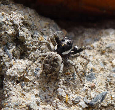 Image of Jumping spider