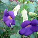 Sivun Thunbergia affinis S. Moore kuva