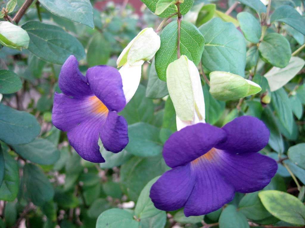 Image of Thunbergia affinis S. Moore
