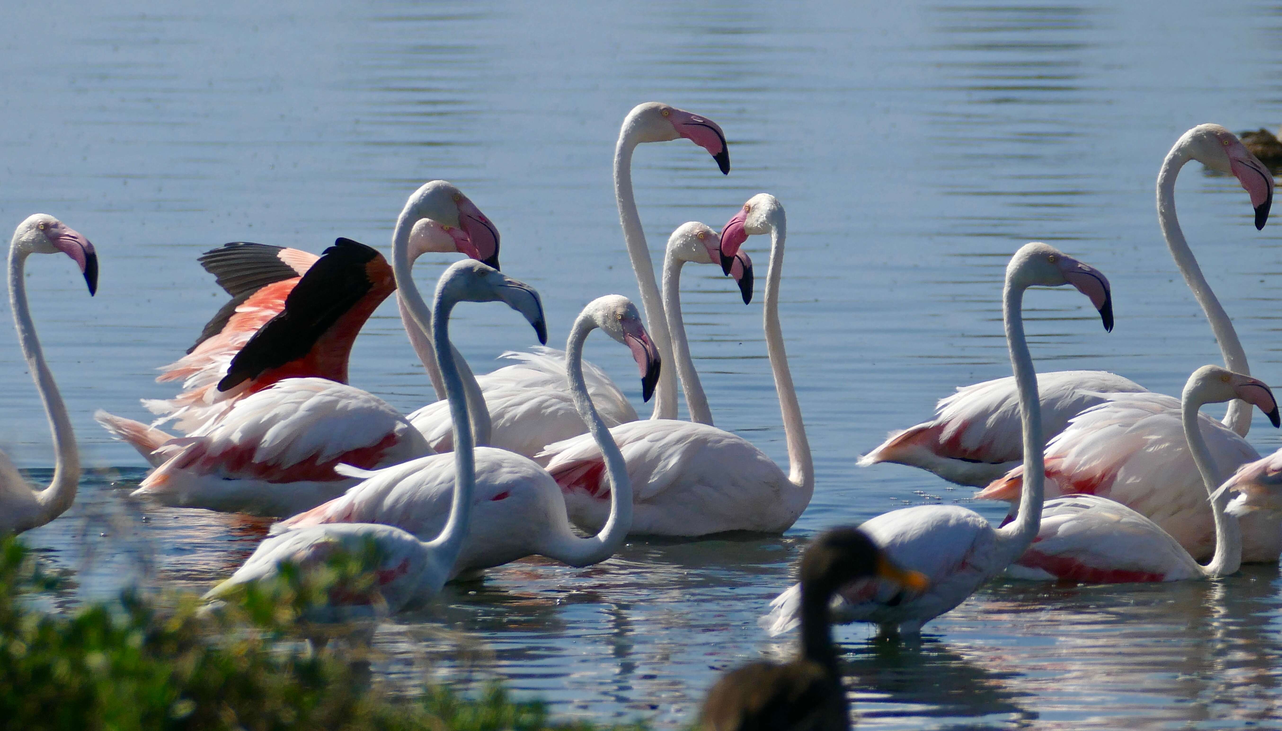 Imagem de Phoenicopterus Linnaeus 1758