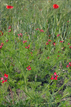 Image of Adonis annua var. cupaniana (Guss.) W. T. Wang