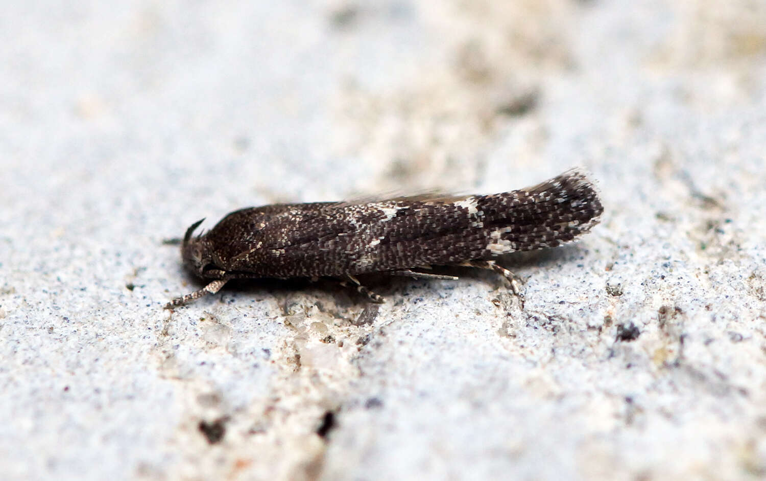 Image of momphid moths