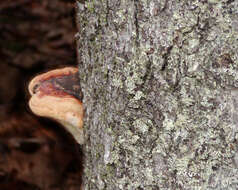 Image of Red-banded bracket