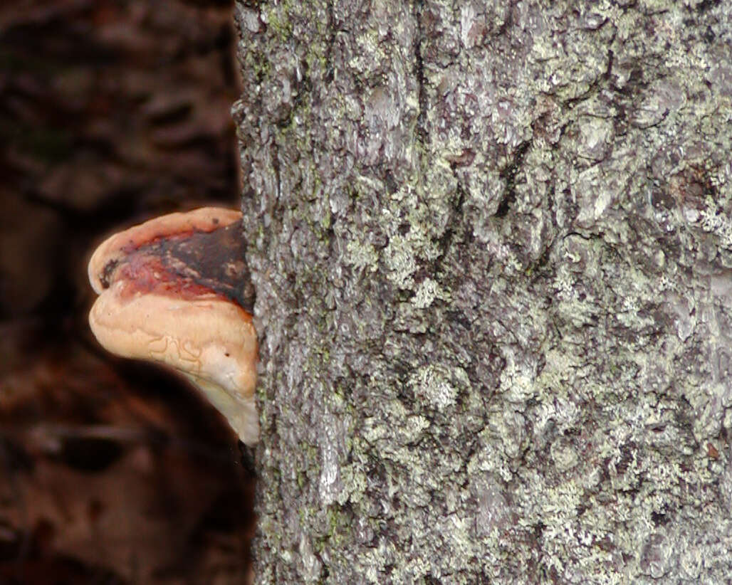 Image of Fomitopsis