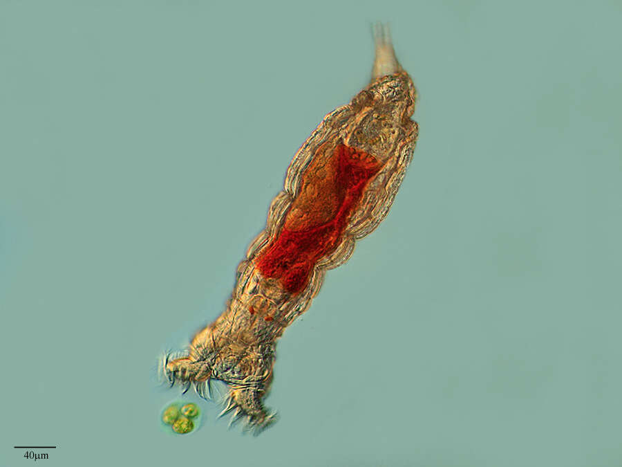 Image of rotifers