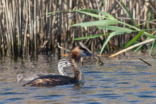 Image of Great Crested Grebe