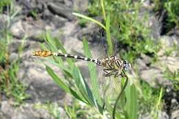 Image of Erpetogomphus Selys 1858