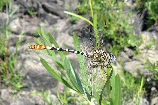 Imagem de Erpetogomphus Selys 1858