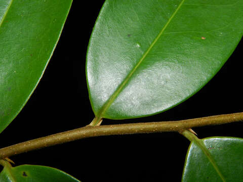 Image of Xylopia sericophylla Standl. & L. O. Williams