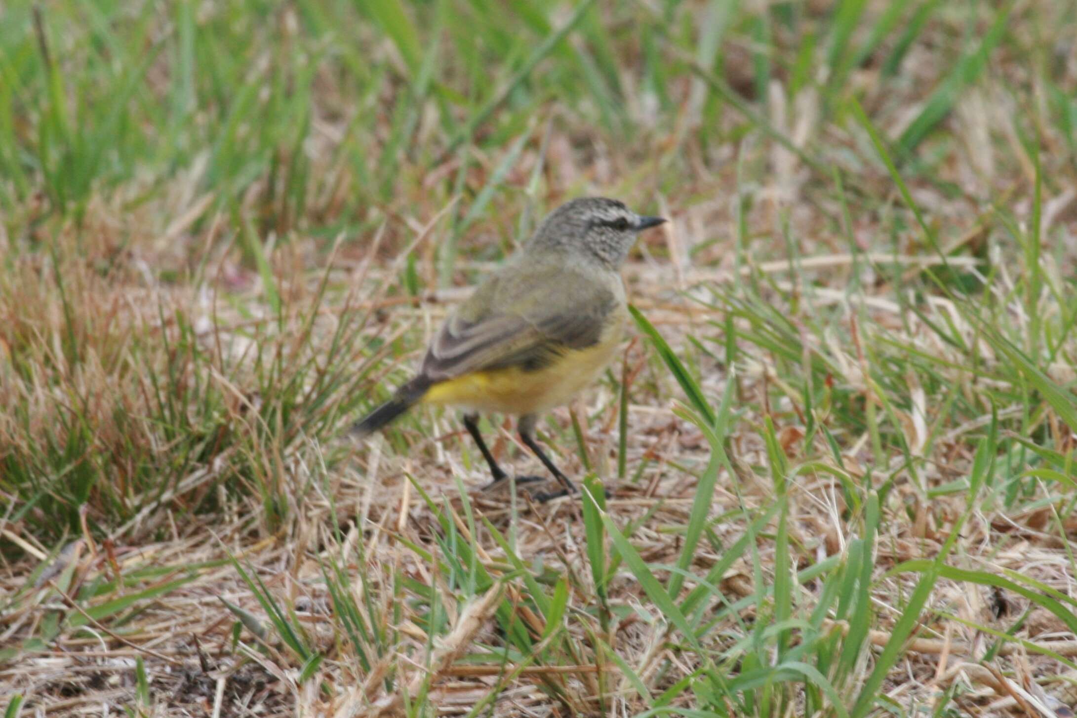 Imagem de Acanthizidae