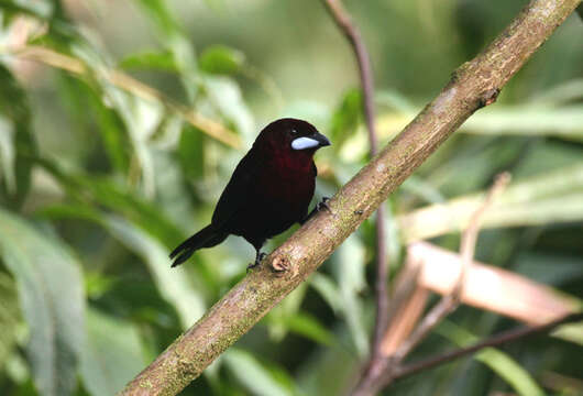 Image of Silver-beaked Tanager