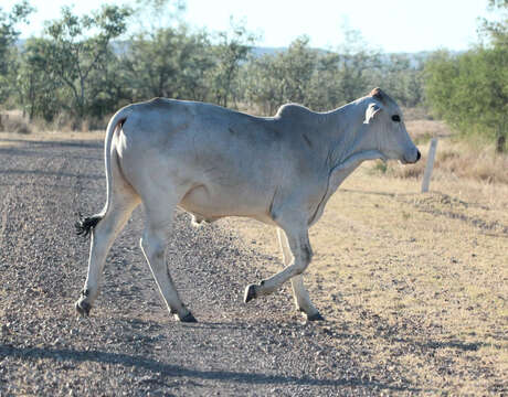 Bos taurus indicus Linnaeus 1758 resmi