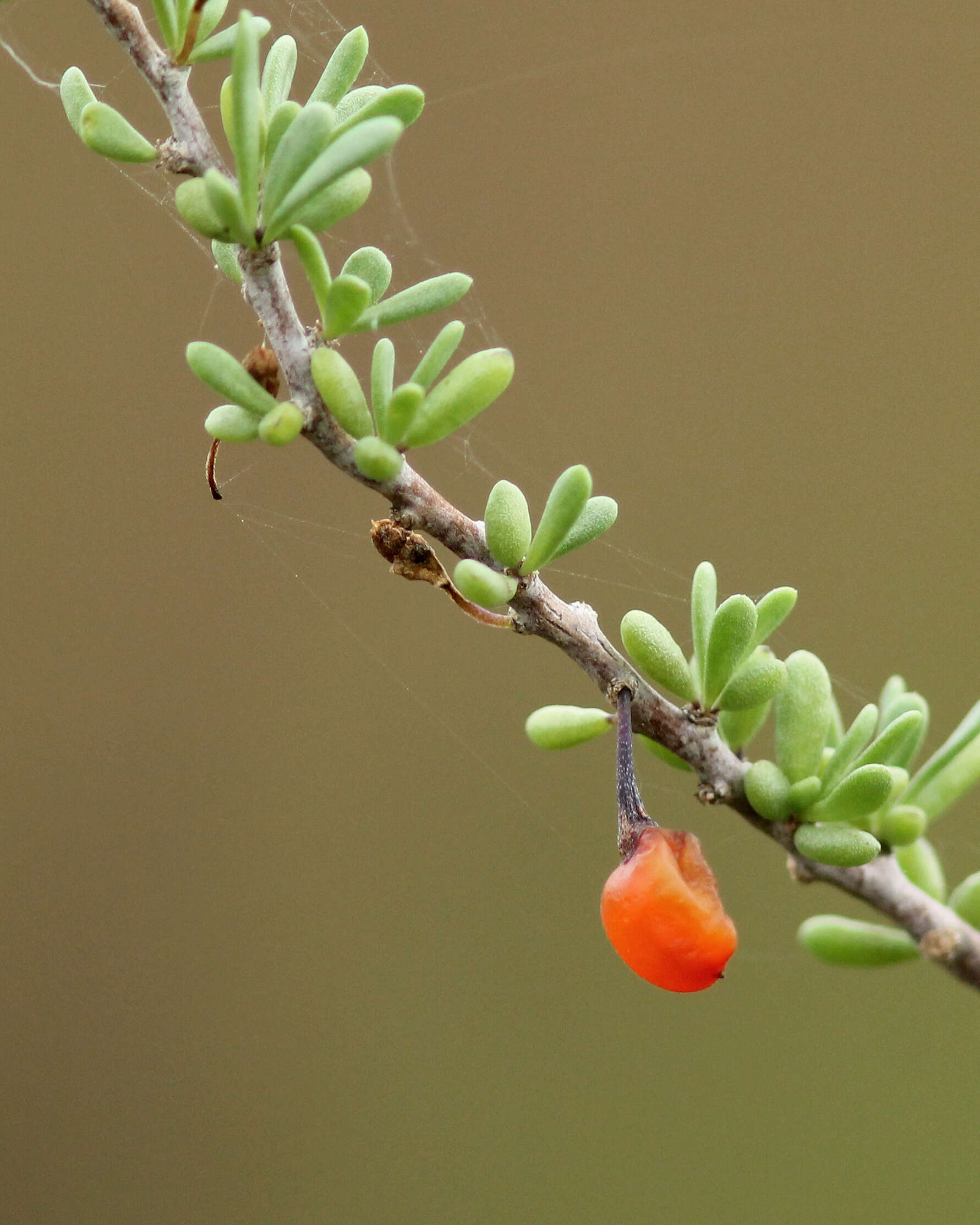 Image of Carolina desert-thorn