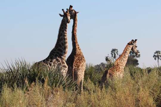 Image of Southern giraffe