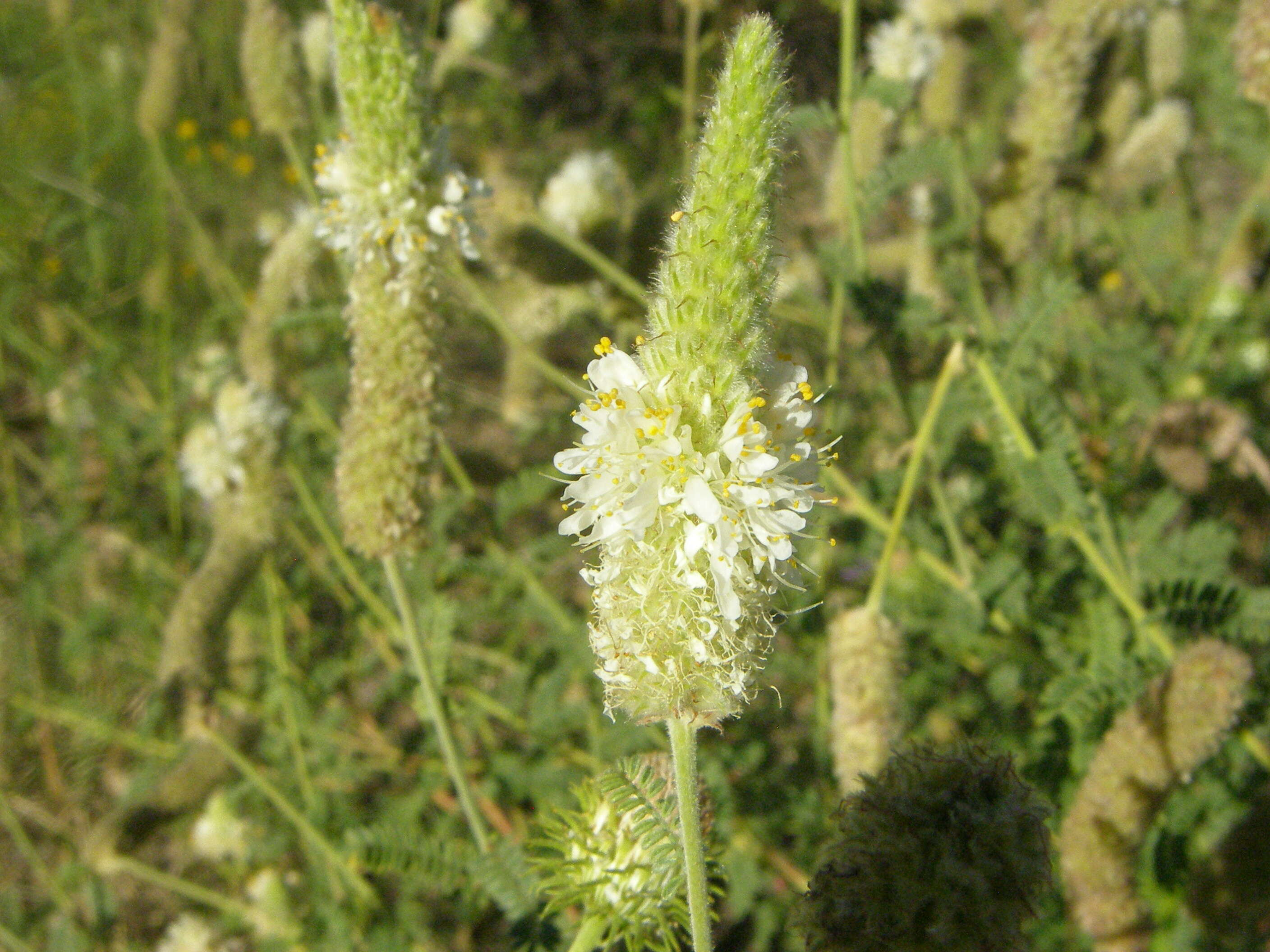 Image of whiteflower prairie clover