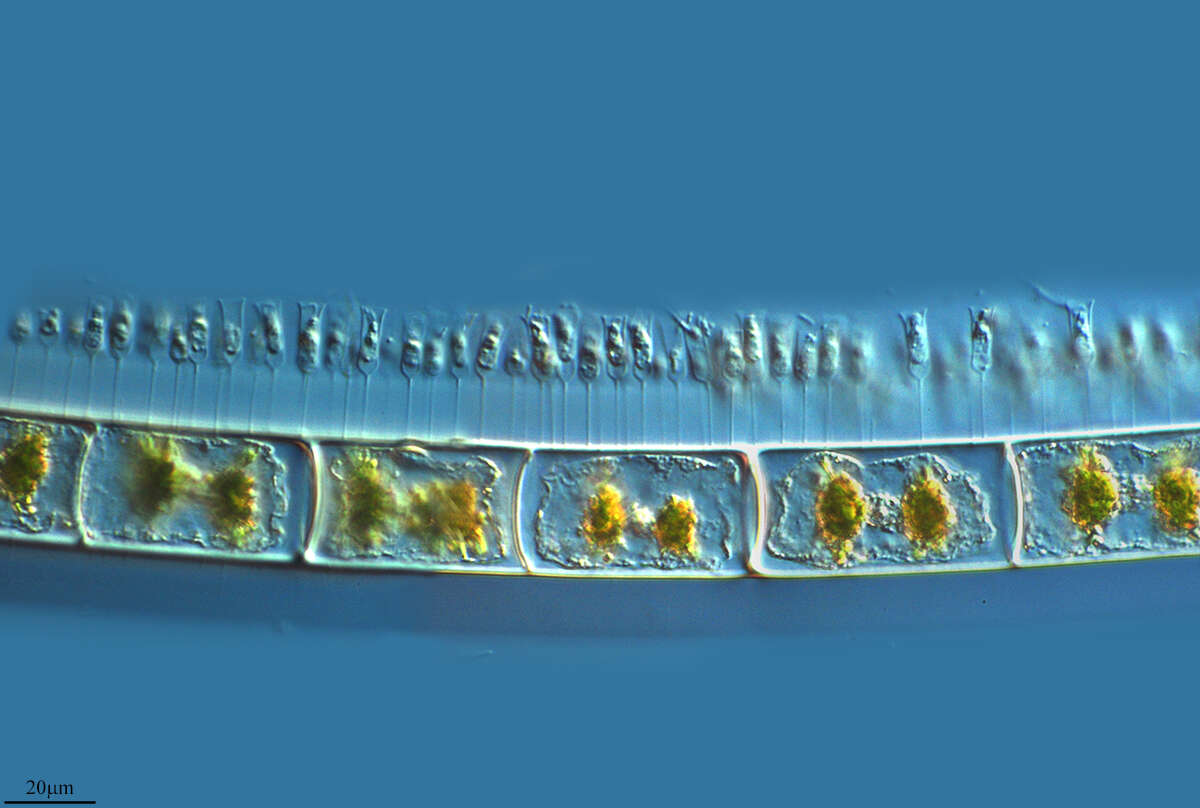 Image of Craspedophyceae