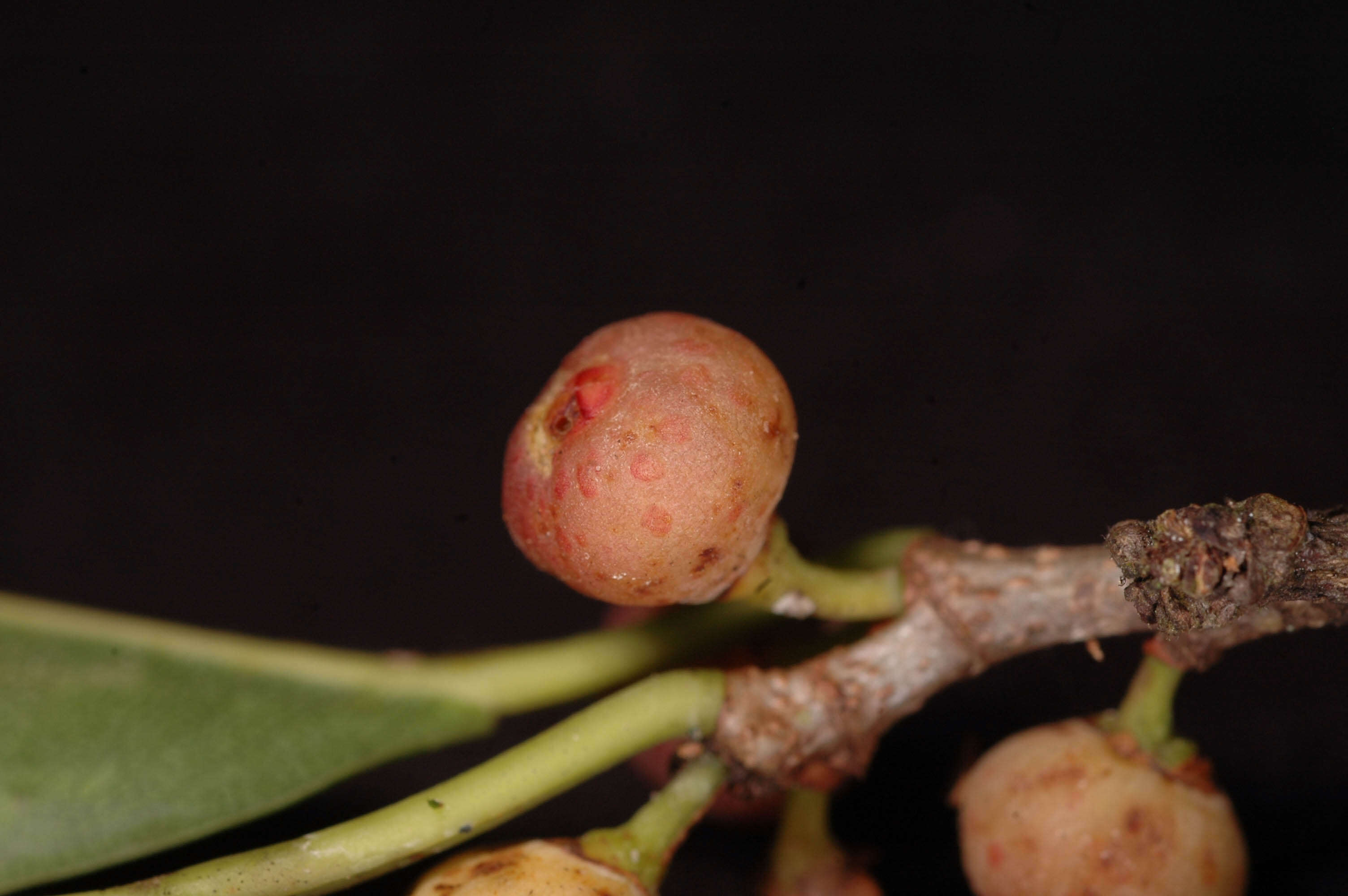 Image of Ficus pertusa L. fil.