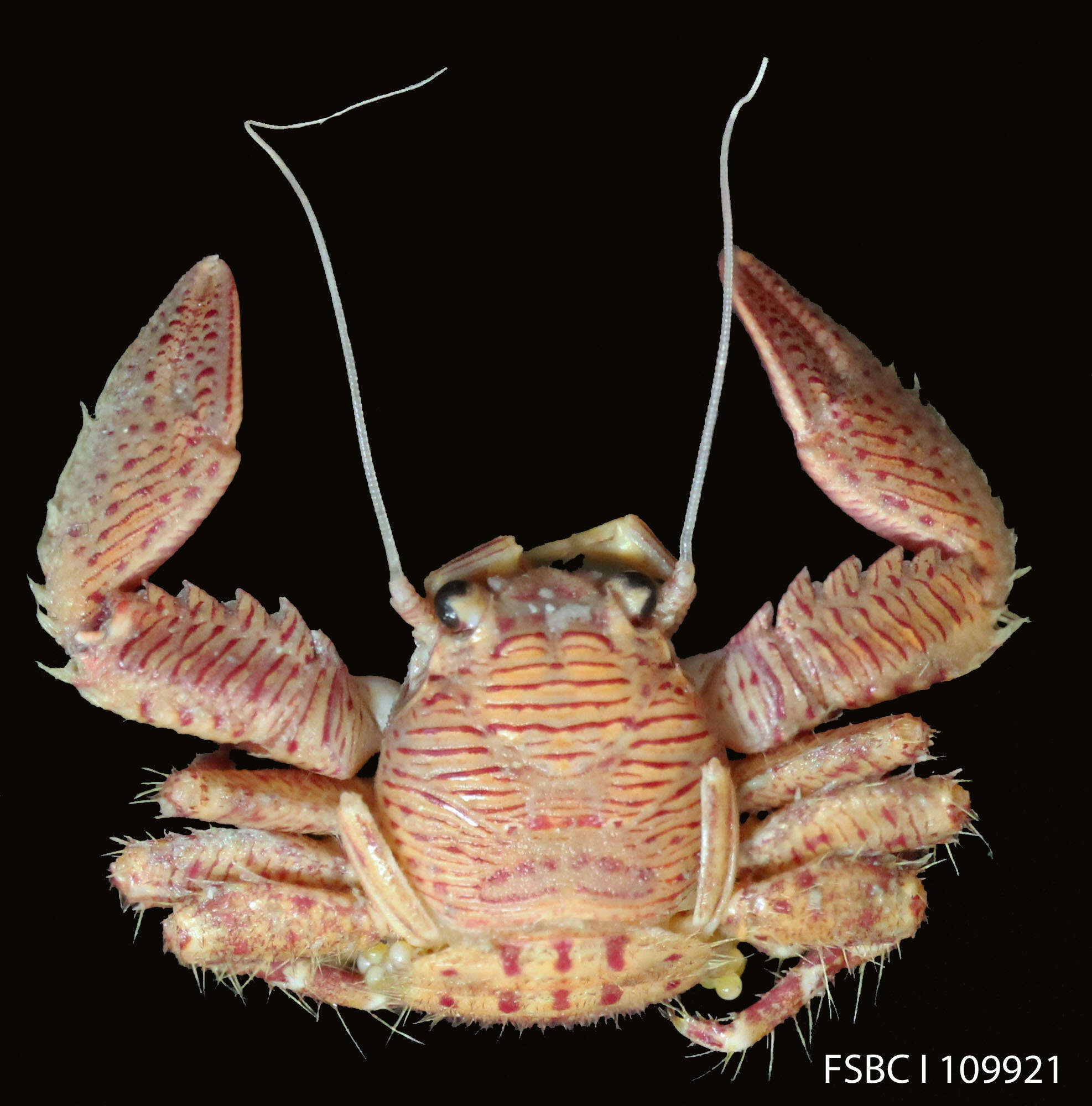 Image of banded porcelain crab